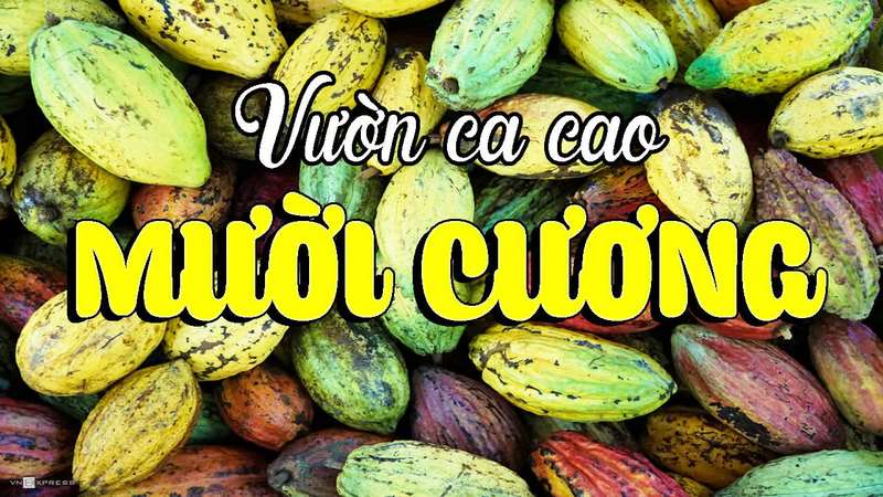 Vườn ca cao Mười Cương Cần Thơ - Điểm đến thú vị không nên bỏ qua