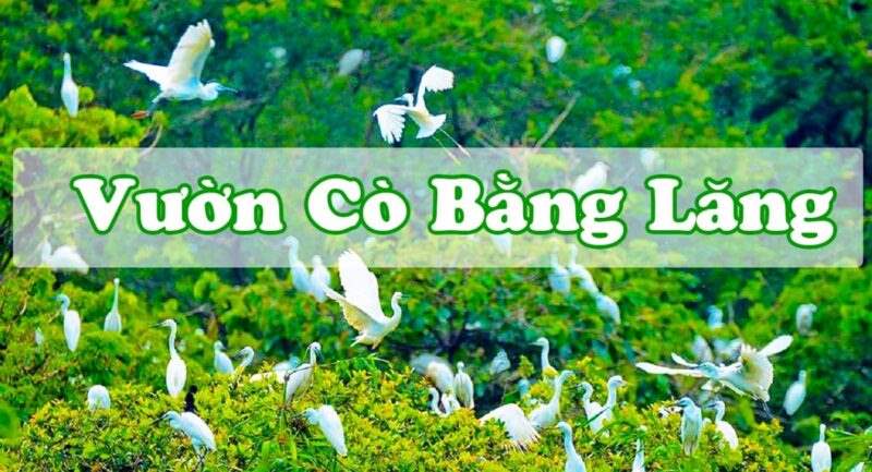 Vườn cò Bằng Lăng - Trải nghiệm thiên nhiên kỳ thú và độc đáo