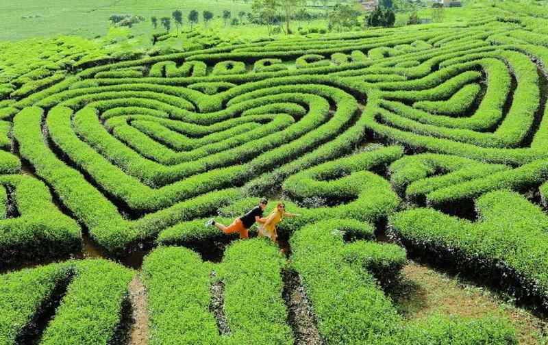 Đồi chè Mộc Châu: Thiên đường xanh giữa cao nguyên Tây Bắc