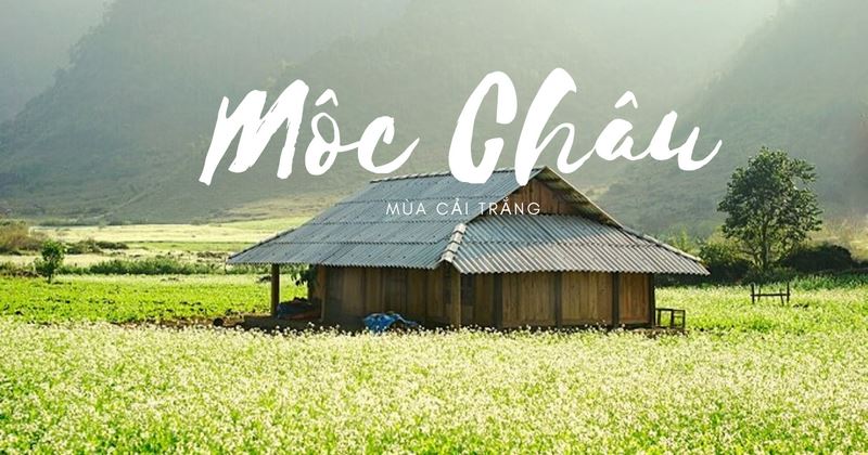 Kinh nghiệm du lịch Mộc Châu chi tiết A - Z