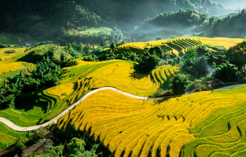 Khách du lịch Sa pa đắm mình trong màu vàng rực rỡ mùa lúa chín