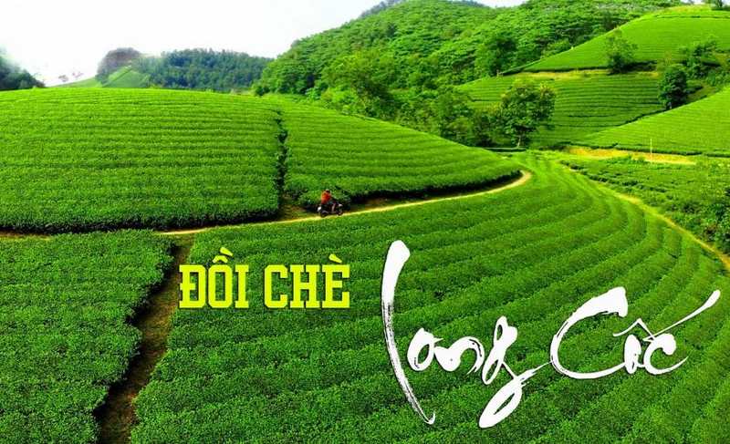 Đồi chè Long Cốc