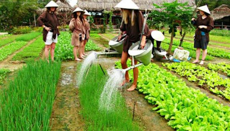 Làng rau Trà Quế