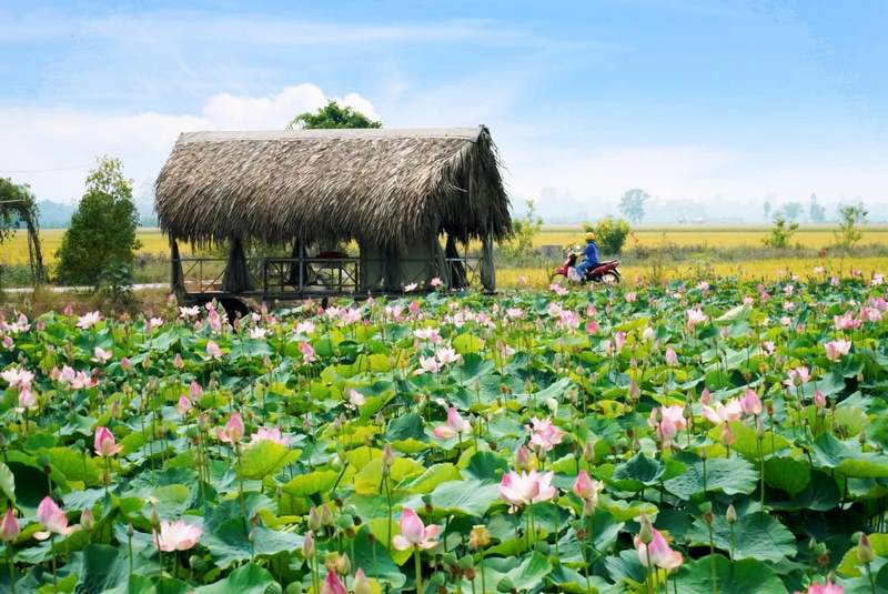 Du lịch Đồng Tháp: Mùa nào đẹp, ăn gì, chơi ở đâu?