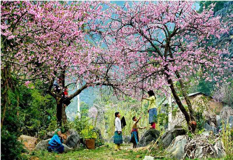 Hoa đào Mai Châu nở rội