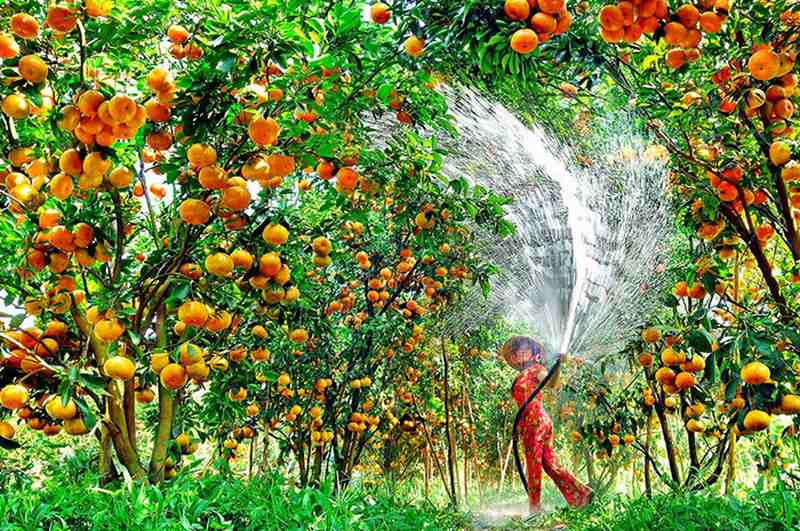 Đi Tiền Giang phải ghé ngay Miệt vườn Cái Bè