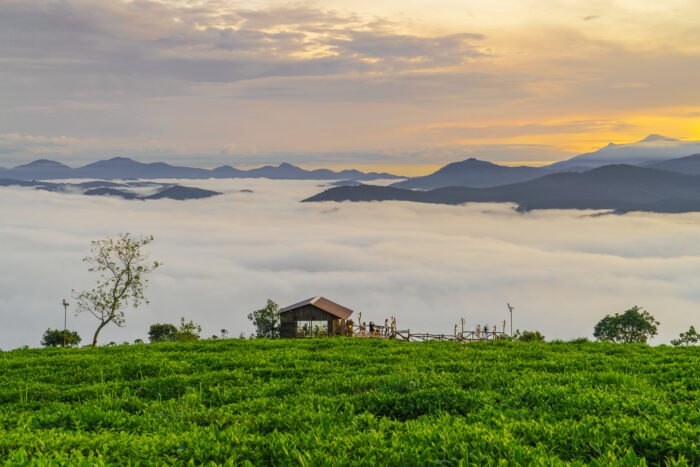 Săn Mây Đồi Chè Cầu Đất