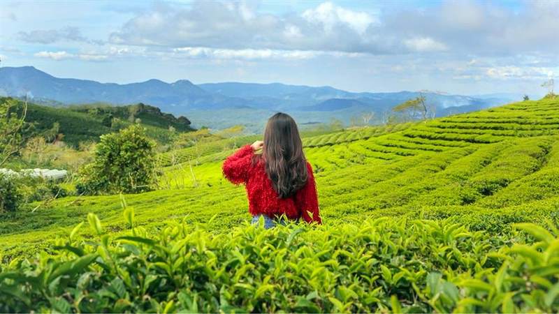 Nét Độc Đáo Và Hấp Dẫn Của Đồi Chè Cầu Đất