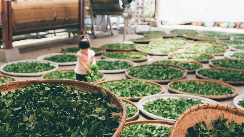 Book Tour Tìm Hiểu Quy Trình Sản Xuất Trà