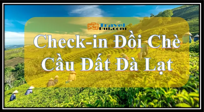 Check-in Đồi Chè Cầu Đất Đà Lạt: Vẻ Đẹp Say Đắm Giữa Làn Sương Sớm