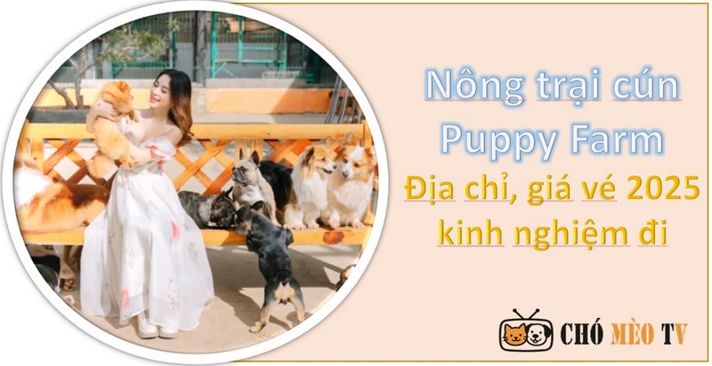Nông trại cún Puppy Farm | Thiên đường của những người yêu thú cưng
