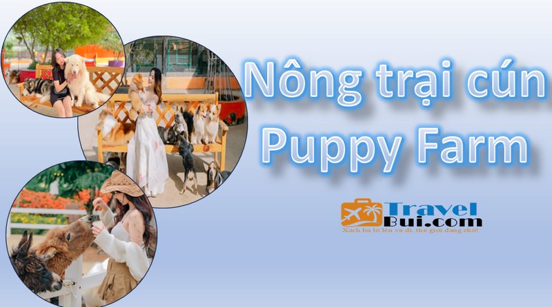 Puppy Farm Đà Lạt: Điểm đến lý tưởng cho gia đình và các bé yêu
