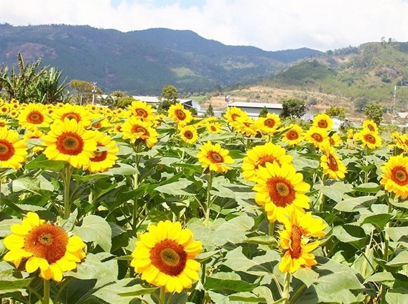 Cánh đồng hoa hướng dương tại Đức Trọng