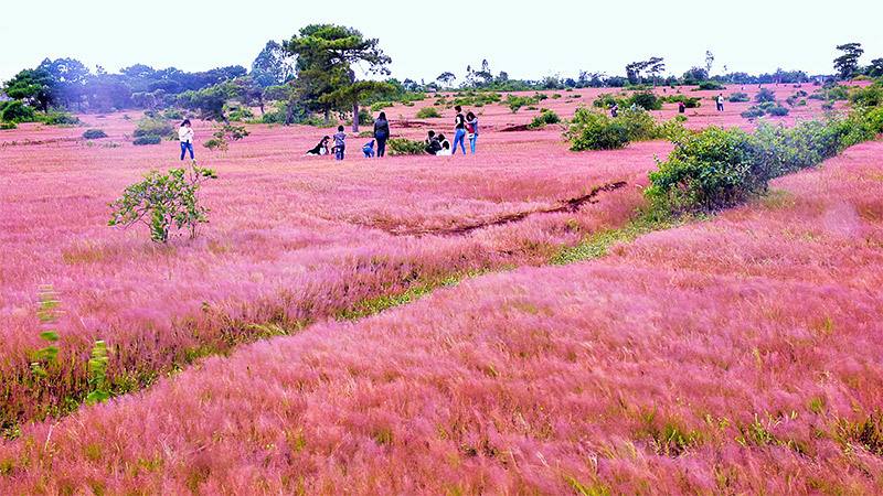 Tour Ngắm Đồi Cỏ Hồng Mộng Mơ