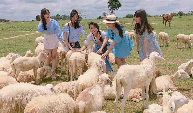 ồng cừu Suối Nghệ là một trang trại cừu có diện tích khoảng 20 ha, nằm tại khu vực Suối Nghệ (Vũng Tàu)
