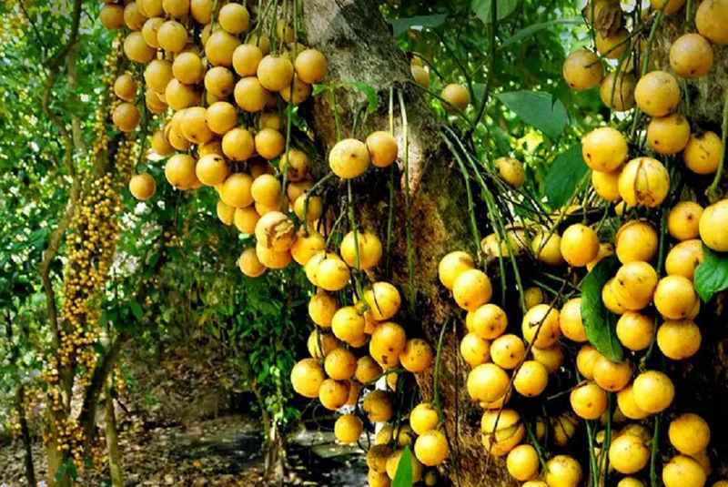 Cẩm nang tham quan vườn trái cây Lái Thiêu bằng xe máy cho người mới đi lần đầu