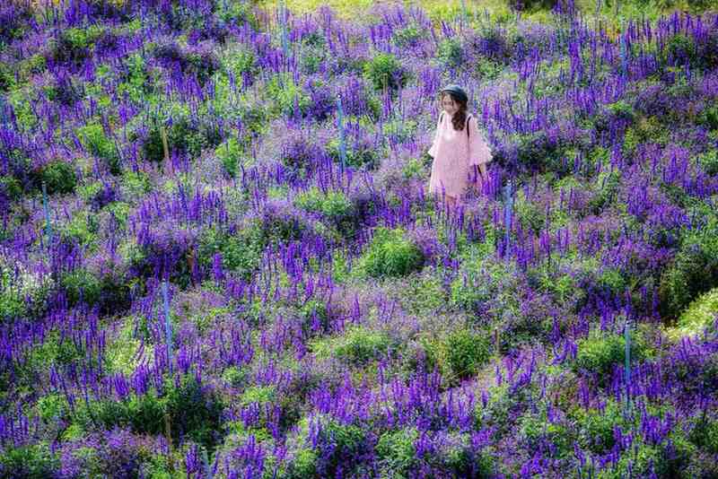 Tháng 5 đến tháng 8 là thời điểm đẹp nhất để đến Lavender Đà Lạt khi hoa oải hương nở rộ