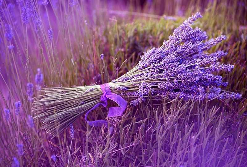 Lavender sở hữu sắc tím rực rỡ với các lá mọc đối xứng nhau 
