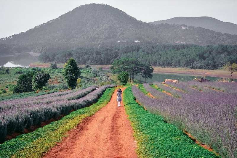 Đắm mình trong thiên đường hoa Lavender