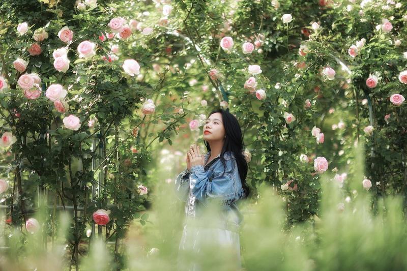 Vườn hoa hồng của Cao Nguyên Hoa đẹp như cổ tích