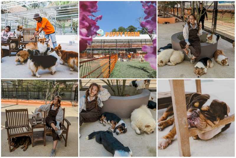 Lạc vào thế giới cún cưng đáng yêu tại Nông trại cún Puppy Farm