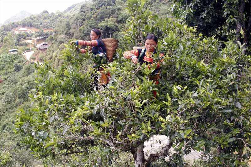 đồi chè cổ thụ Tà Xùa