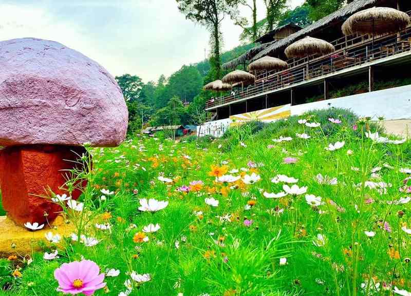Vườn hoa ở Hoa Sơn Điền Trang
