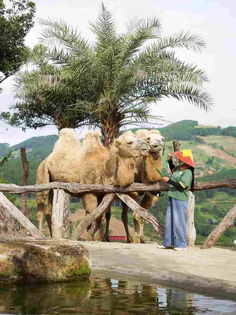 Thăm thú" Mongo Land - Nông trại thú cưng siêu cấp đáng yêu giữa thiên nhiên Đà Lạt 