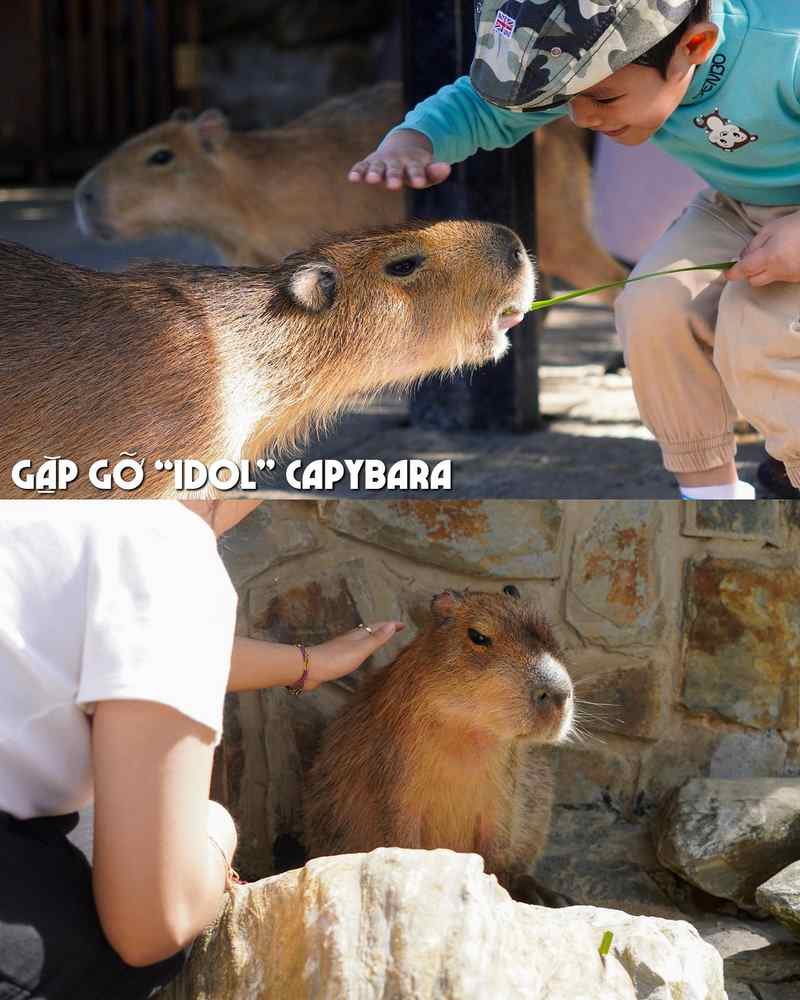 Capybara - Idol chill nhất Mongo Land, giao diện cute, thần thái phớt đời cùng hệ điều hành tẻn tẻn