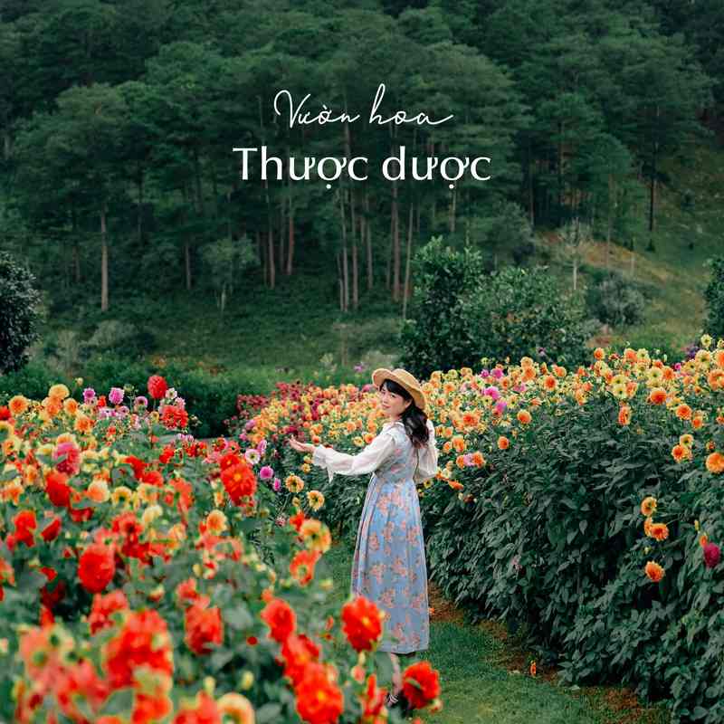 Vườn hoa Thược dược