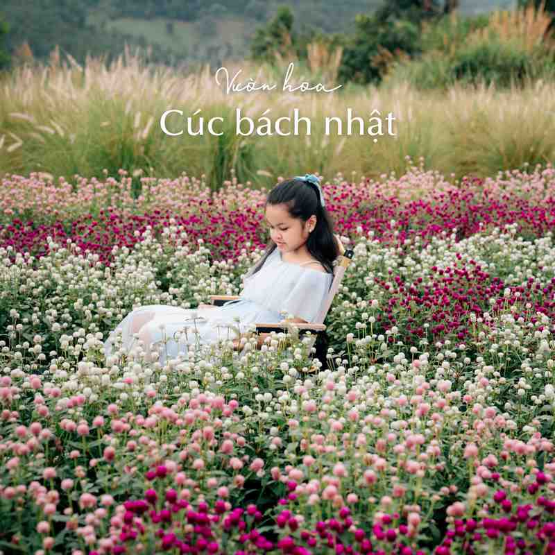 Vườn cúc bạch nhật