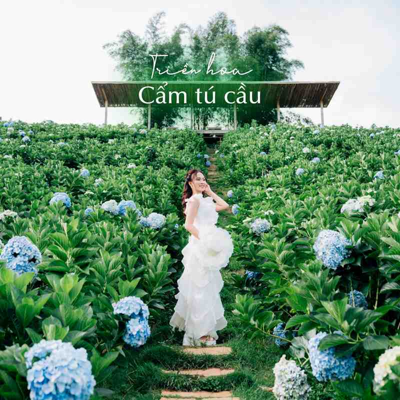 Vườn cẩm tú cầu