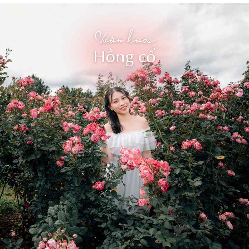 Vườn hồng cổ