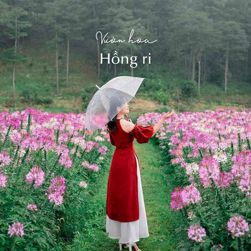 Vườn hông ri