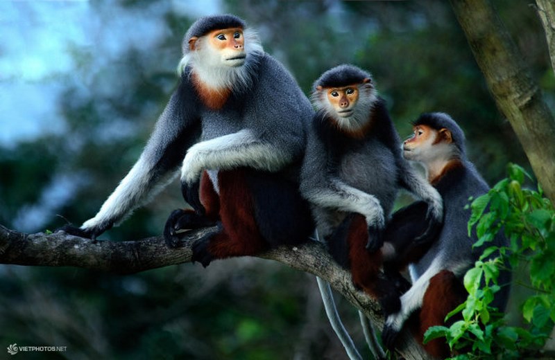 Đà Nẵng bảo tồn loài voọc chà vá chân nâu quý hiếm