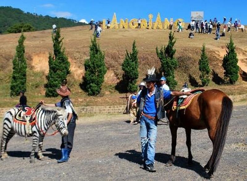 Ngựa rong ruổi trên đồi cỏ xanh