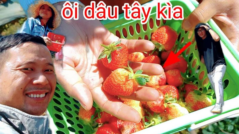 vườn dâu 88 thánh mẫu p7 tp Đà Lạt