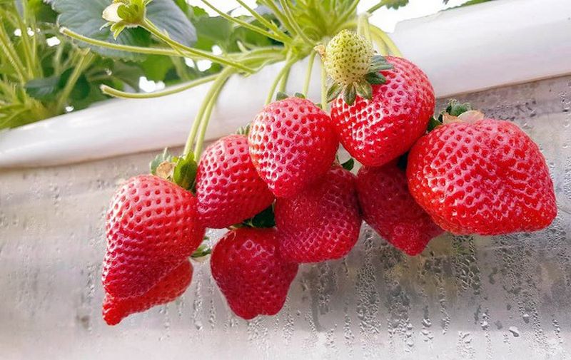 Vườn Dâu Đà Lạt Nổi Tiếng Khiến Hội Xê Dịch Mê Mẩn