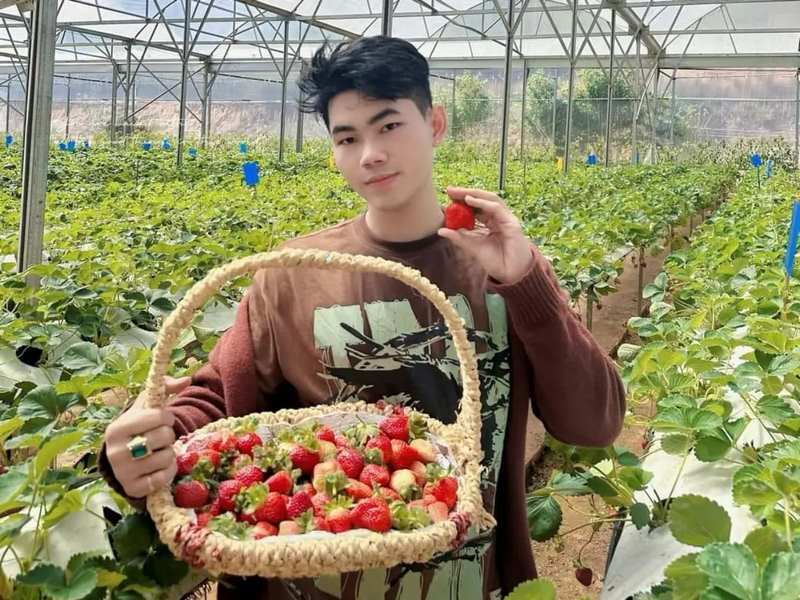 Du khách tự tay hái những trái dâu Đà Lạt chín mọng