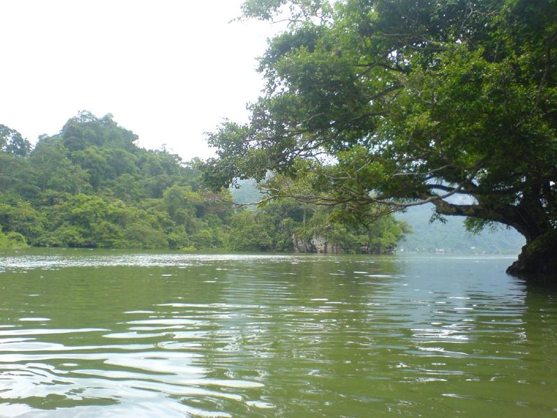 Cây cổ thụ ven hồ Ba Bể