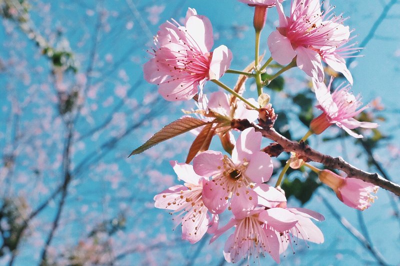 Cận cảnh hoa Prunus cerasoides năm cánh màu hồng