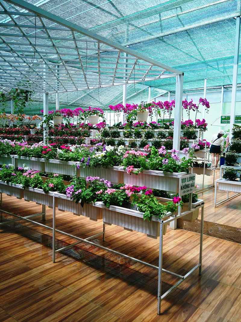 Những kệ hoa chậu nhiều màu trong nhà kính ở Đà Lạt
