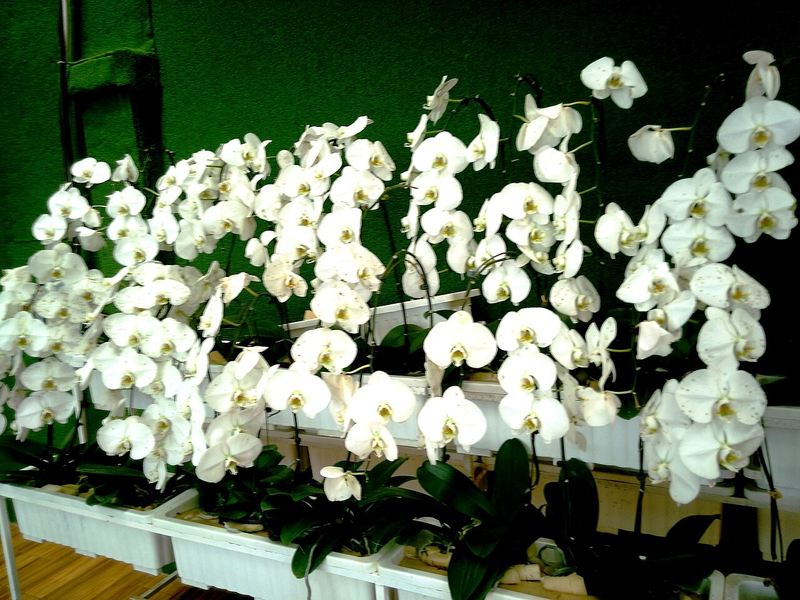 Lan hồ điệp trắng trồng trong nhà kính ở Đà Lạt