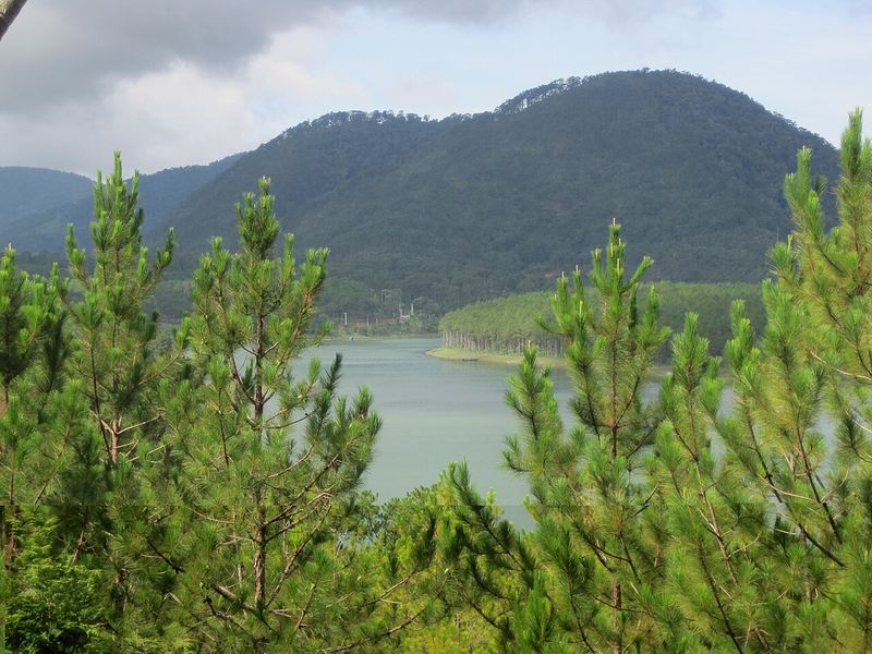 Một góc Thung Lũng Vàng với đồi thông