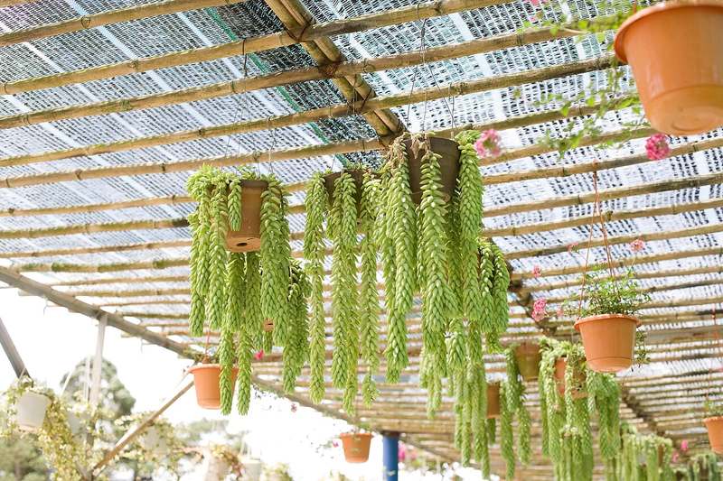 Chậu sen đá rủ treo dưới giàn trong vườn hoa Đà Lạt