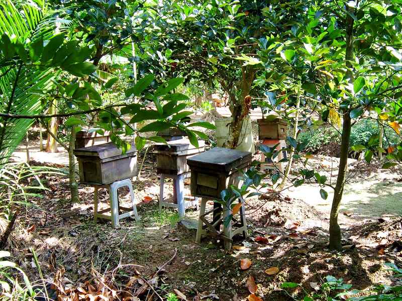 Các thùng nuôi ong đặt dưới tán cây ăn trái trên cồn Quy