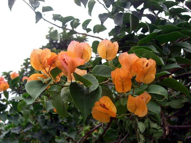 Hoa giấy màu cam nở ở Đà Lạt